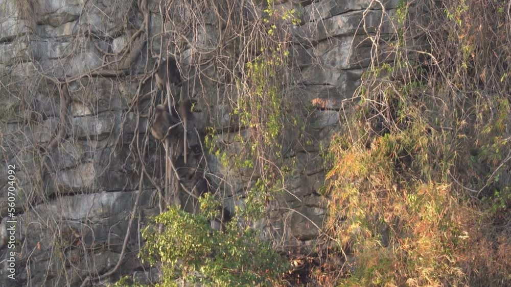Group of Dusky Leaf Monkey On Mountain Cliff - Static Group of Dusky Leaf Monkey On Mountain Cliff - Static