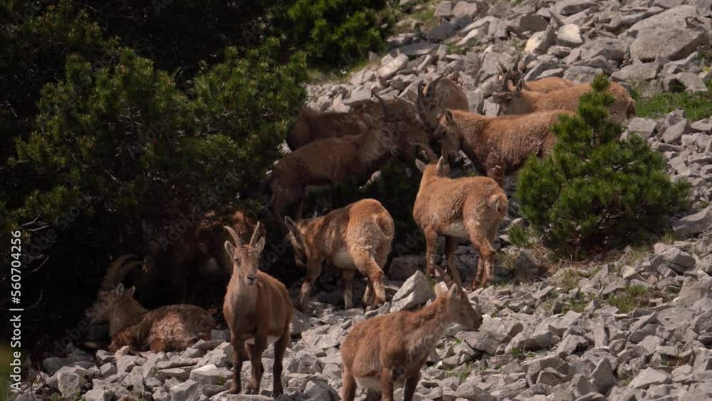 Adults Ibex on the stones with long horns in a summer sunny day Adults Ibex on the stones with long horns in a summer sunny day