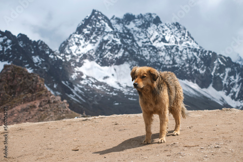 fluffy dog in mountains
