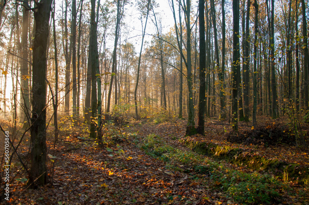 Fototapeta premium autumn in the forest