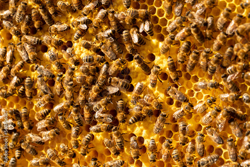 A close-up of bees working on a frame with honeycombs containing honey.