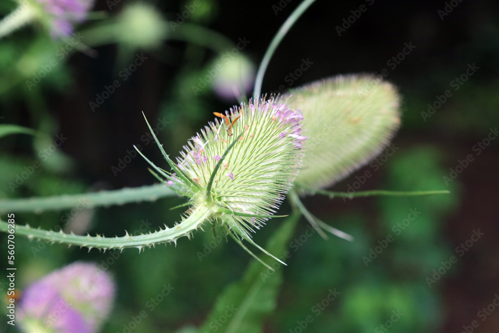 Fototapeta premium Closeup of Wild teasel blooms, Derbyshire England 