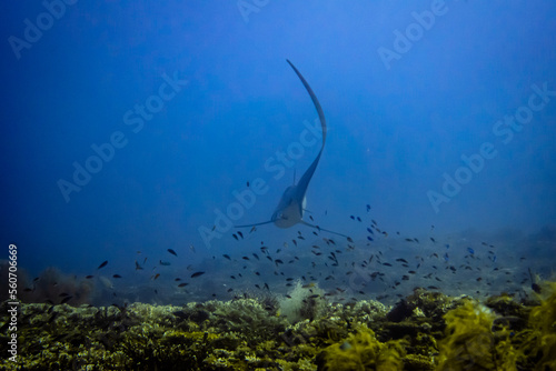 Thresher shark swimming away