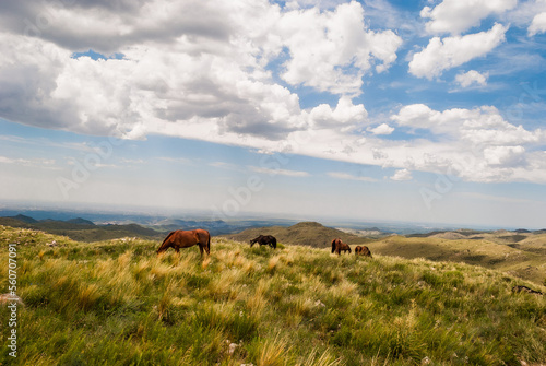 group of horses grazing on top of a hill with pastures and a beautiful sky full of clouds above them