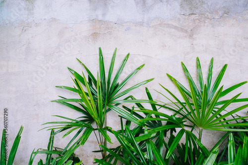 Wallpaper Mural Fresh and green bamboo palm leaves plants or lady palm bush with grey concrete background and copy space Torontodigital.ca