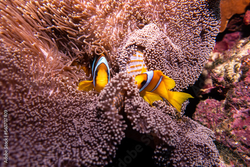 two clown fish in sea anemone photo