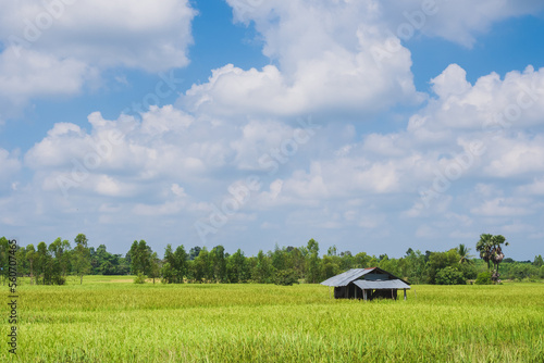 Wallpaper Mural Abundance paddy field or rice field with white clouds and clear blue bright sky background Torontodigital.ca