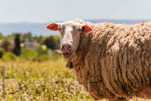 a sheep looking in a mountain environment between pastures in a sunset