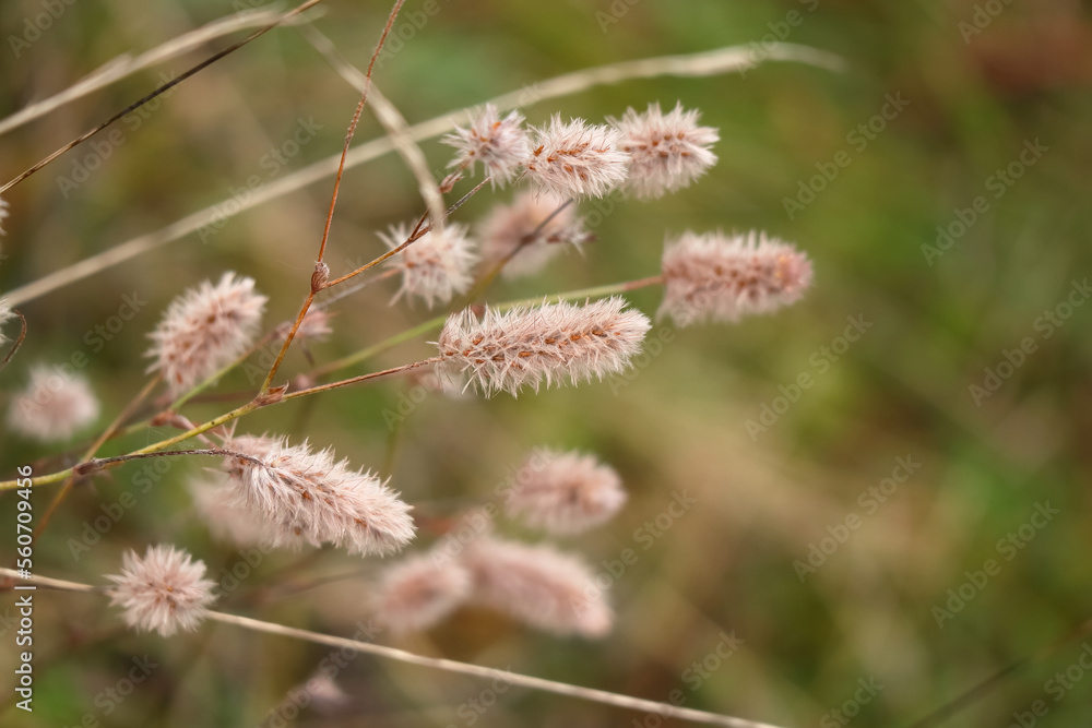 Small fluffy grass buds on green grass background Small fluffy grass buds on green grass background