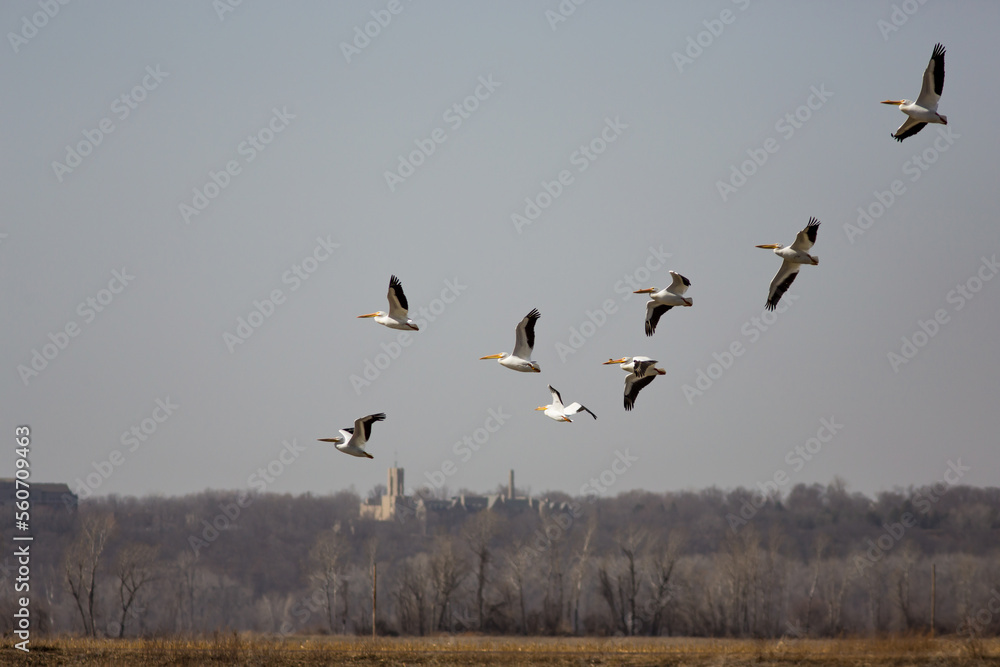 Pelicans flying over Kansas town backdrop Pelicans flying over Kansas town backdrop