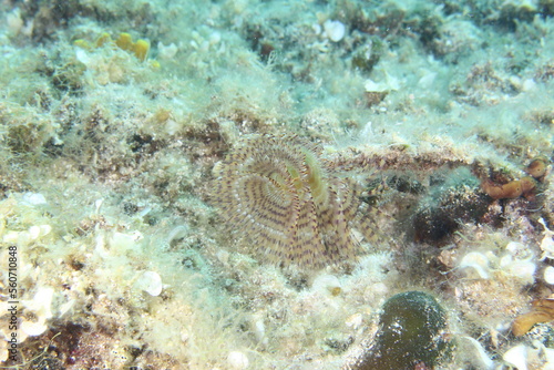 Photography diving & animals