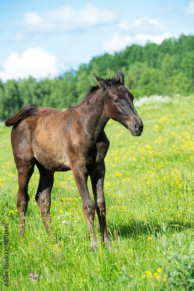 black colt resting at pasture. summer sunny day. herd life black colt resting at pasture. summer sunny day. herd life
