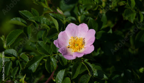 Pink wild rose flower on a background of dark green leaves.