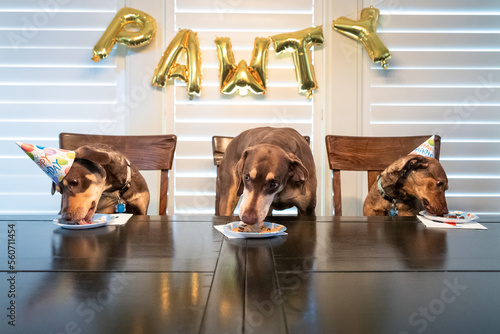 Three brown and tan dogs sitting at a table having a birthday party photo