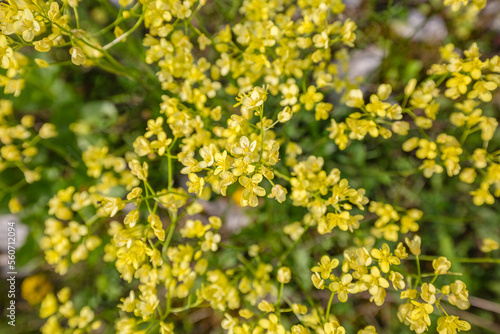 close up view of tender small mountain yellow flowers in nature background