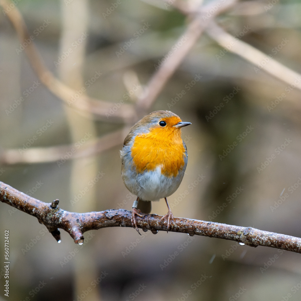 Robin perced on a branch Robin perced on a branch