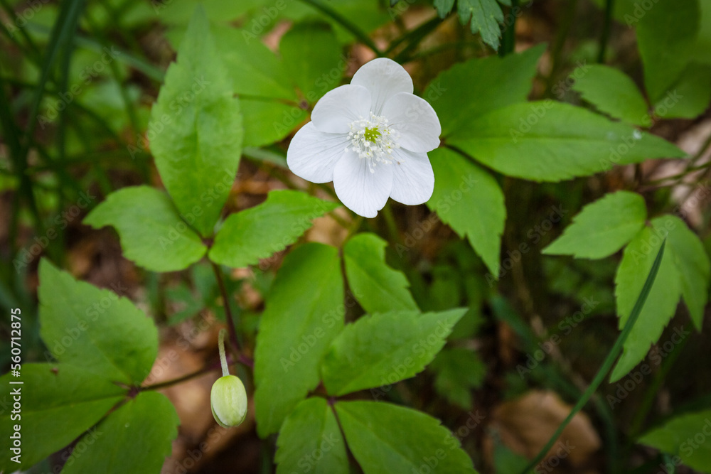 close up view of tender small mountain white flowers in nature background close up view of tender small mountain white flowers in nature background