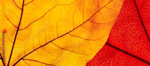 yellow and red leaf texture