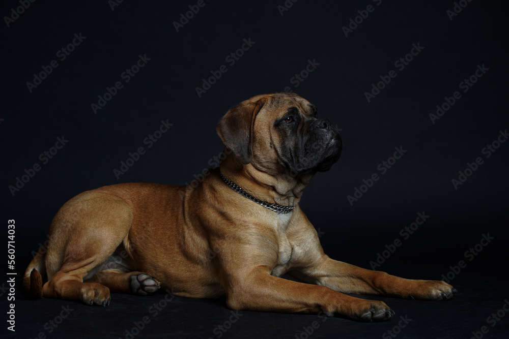 Bullmastiff dog lies on the black background in the studio