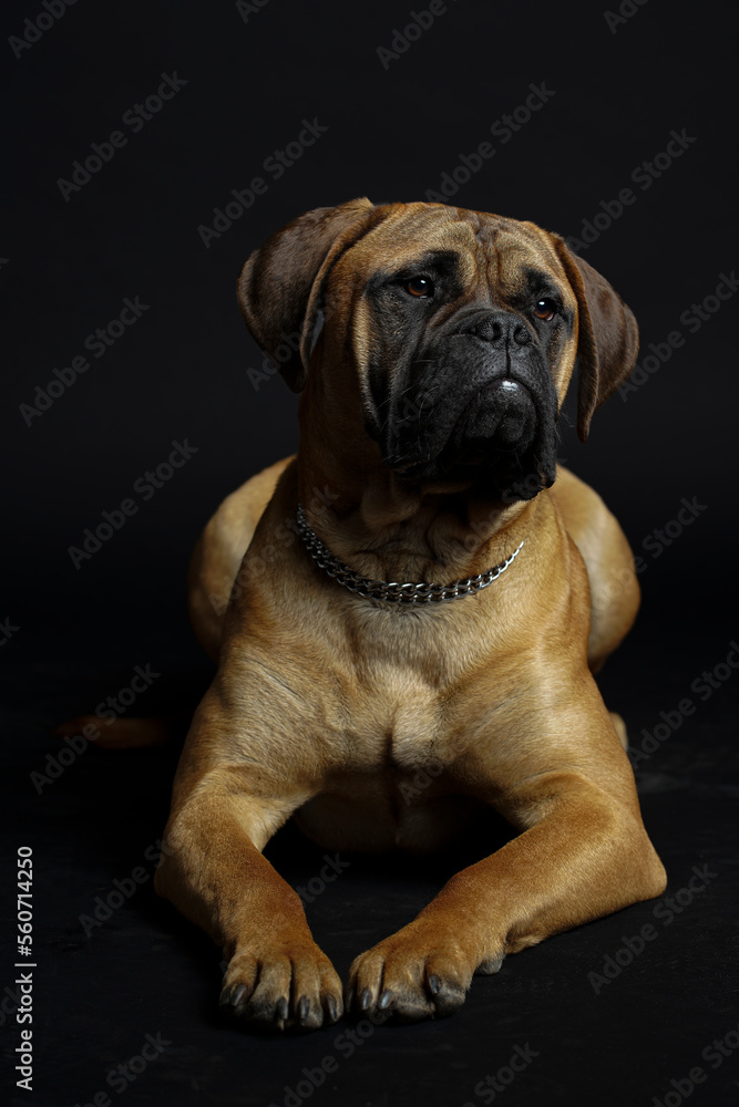 Bullmastiff dog in front of a black background in the studio.