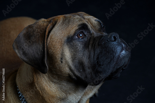 Bullmastiff dog in front of a black background in the studio. © Varga_photography