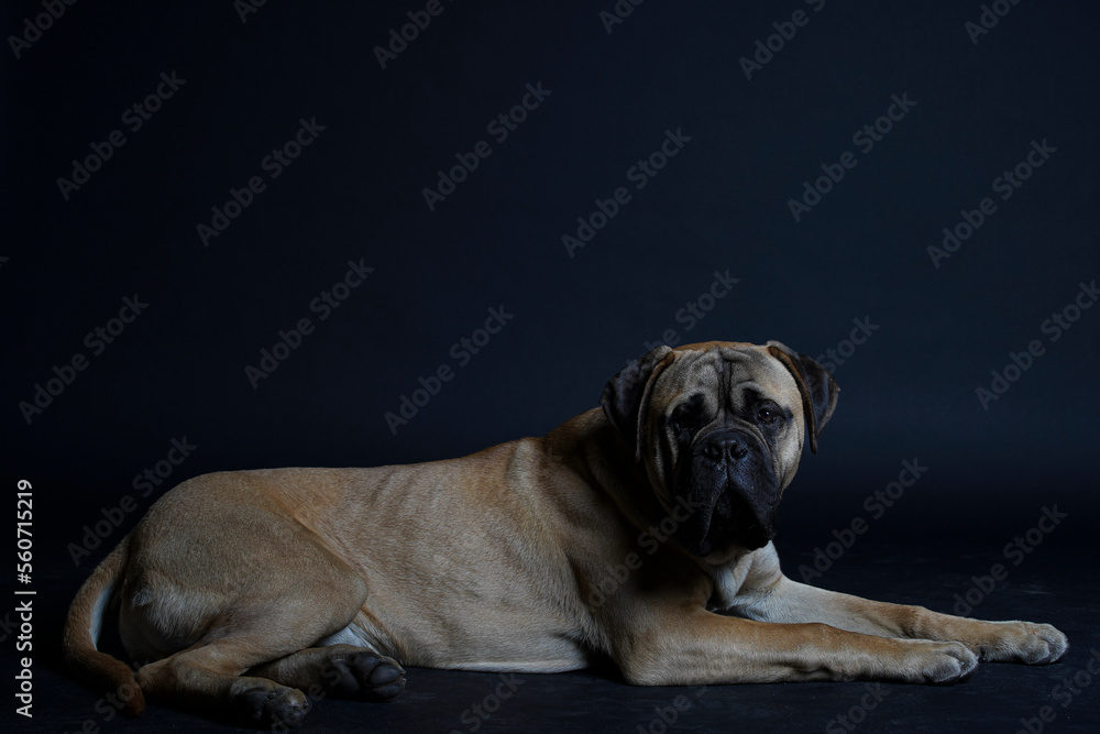 Obraz premium Bullmastiff dog in front of a black background in the studio.