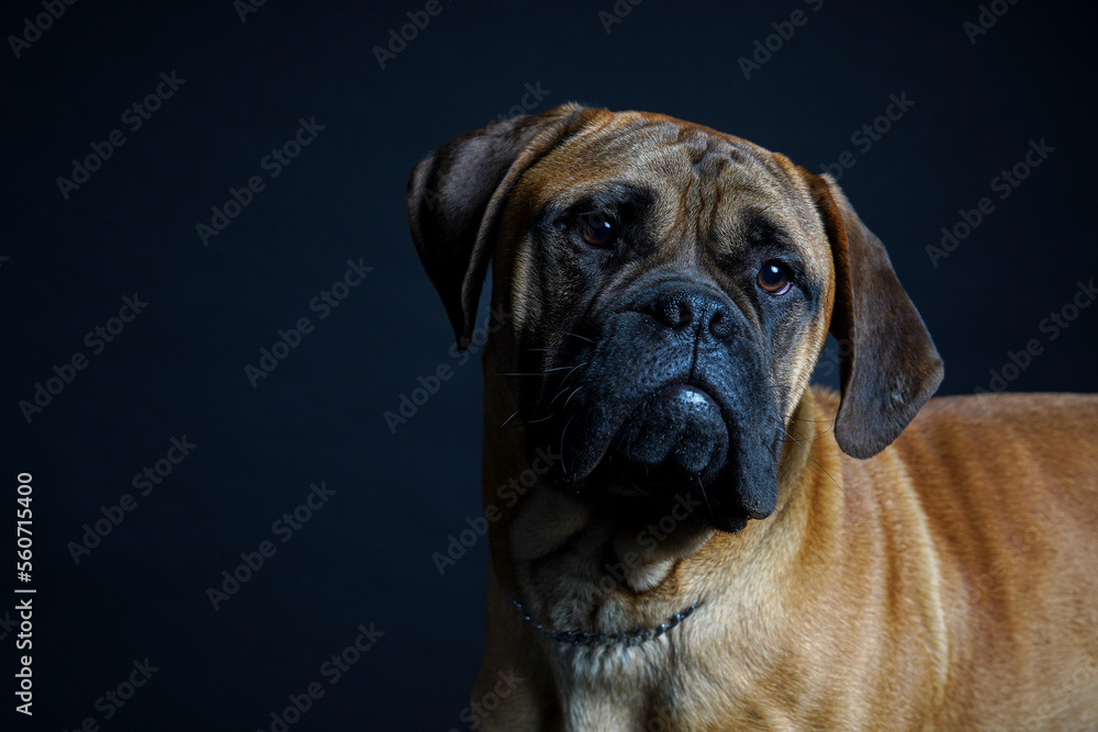 Fototapeta premium Bullmastiff dog in front of a black background in the studio.