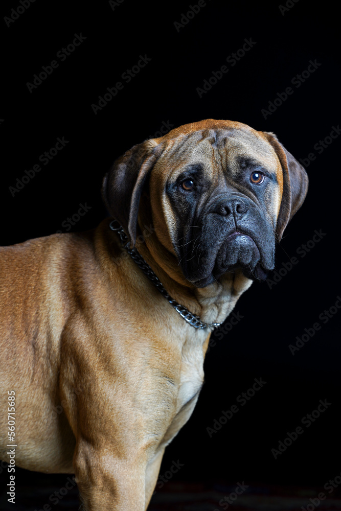 Bullmastiff dog in front of a black background in the studio. Bullmastiff dog in front of a black background in the studio.
