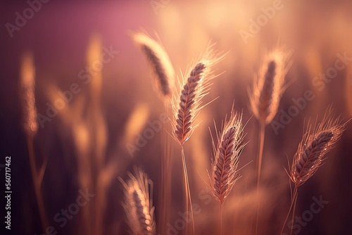 beautiful close up wheat ear against sunlight at evening or morning with yellow field as background 