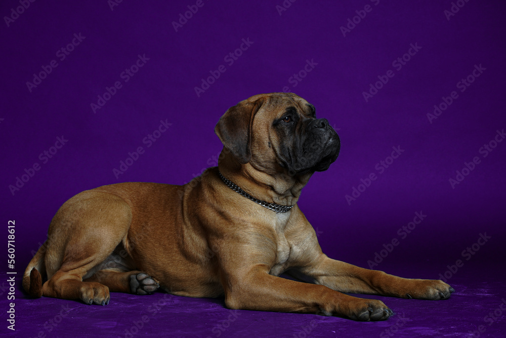 Bullmastiff dog purple in front of a blue background in the studio. Bullmastiff dog purple in front of a blue background in the studio.