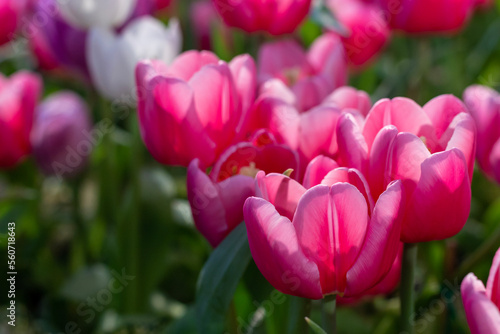 Pink tulip flower in early spring season garden with copy space for design concept