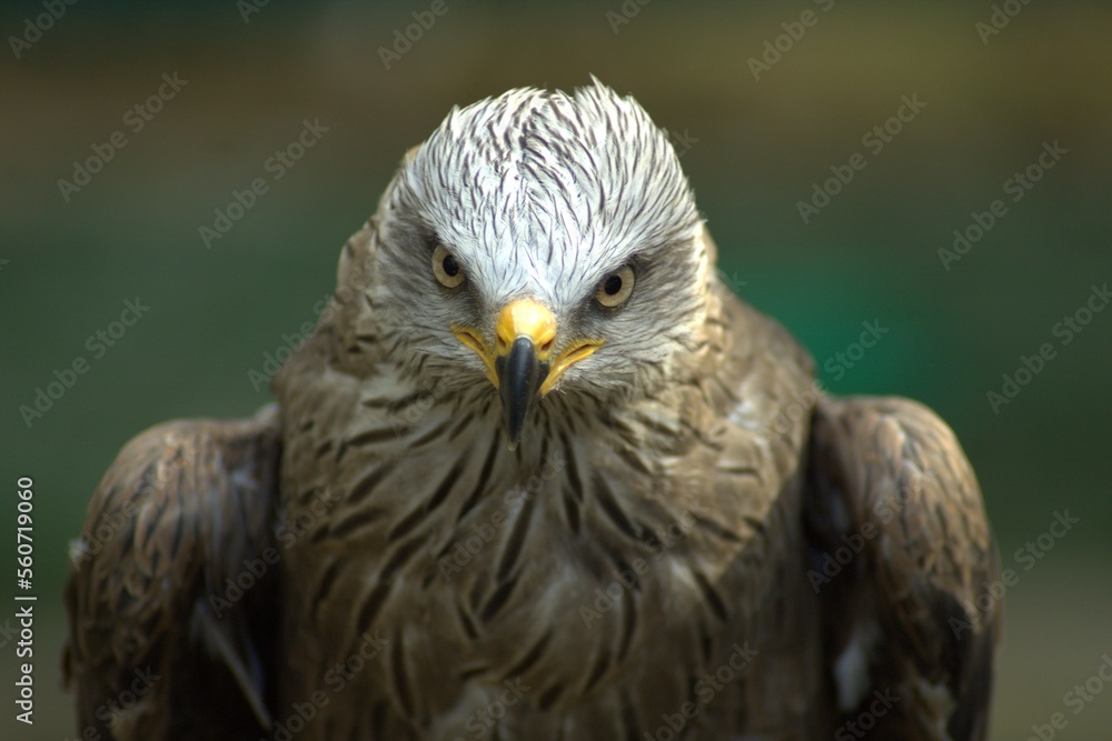 Águila Águila