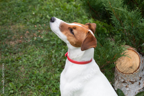 Portrait of a Jack Russell Terrier dog in a red collar.