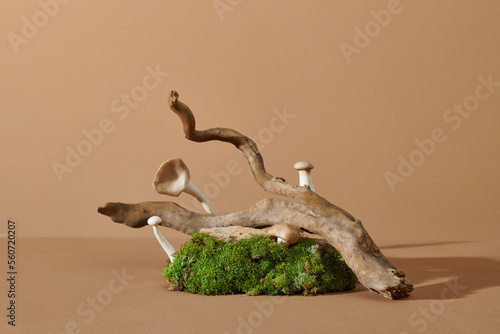 Trendy composition of dried branch and moss on beige background. photo