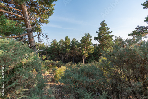 pine forest and shrubs in Sierra Nevada