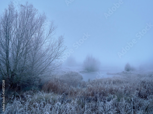 Winter’s arrival in the UK, with the cold snap and mist turning the familiar lakeside woodland landscape into a dream-like, liminal space.