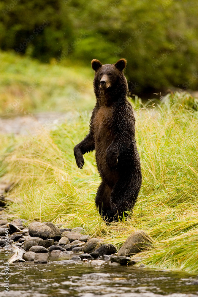 Great Bear Rainforest, British Columbia. Great Bear Rainforest, British Columbia.