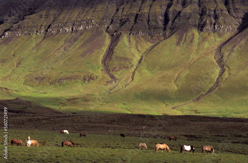 Iceland Ponies near Mossfellsbaer, Iceland photo