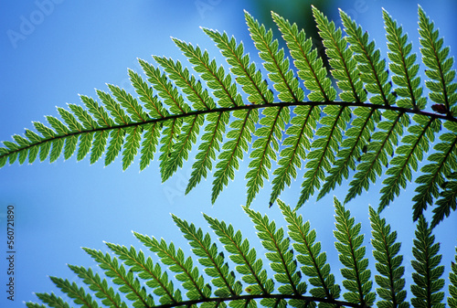 Ferns in Auckland, New Zealand