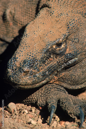 Closeup of a komodo dragon, Komodo Island, Indonesia. photo