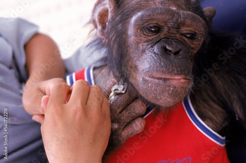 Thailand (Elephants Farm) monkey
