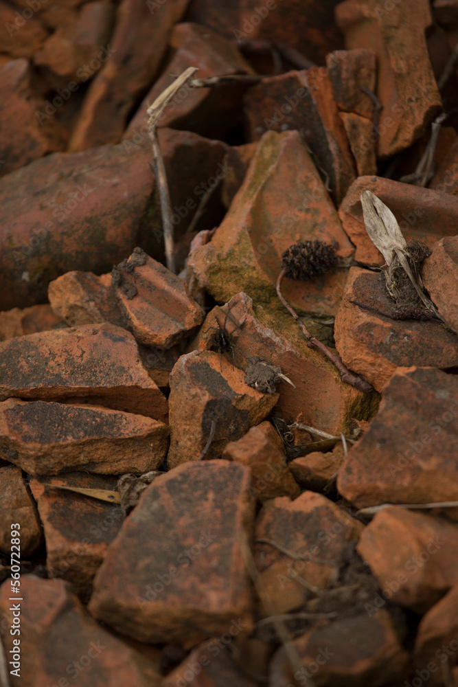 Broken bricks with a spider in between. Rhoen Mountains, Germany Broken bricks with a spider in between. Rhoen Mountains, Germany