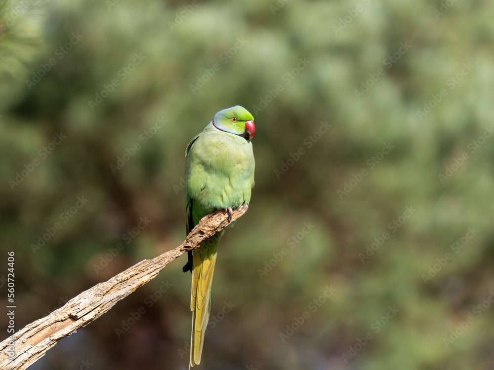 Ring Necked Parakeet Perced on a Branch Ring Necked Parakeet Perced on a Branch