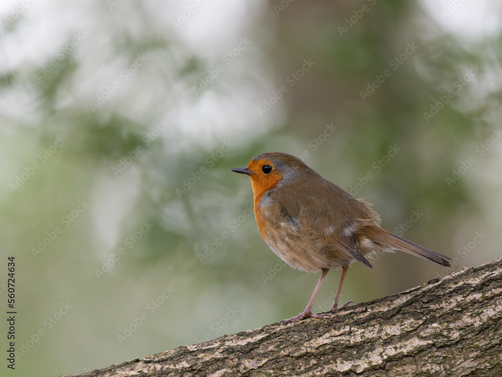 Robin Perched on a Branch Robin Perched on a Branch
