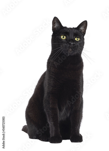 Fototapeta Naklejka Na Ścianę i Meble -  Black adult house cat, sititng up side ways. Looking away from camera. Isolated cutout on a transparent background.