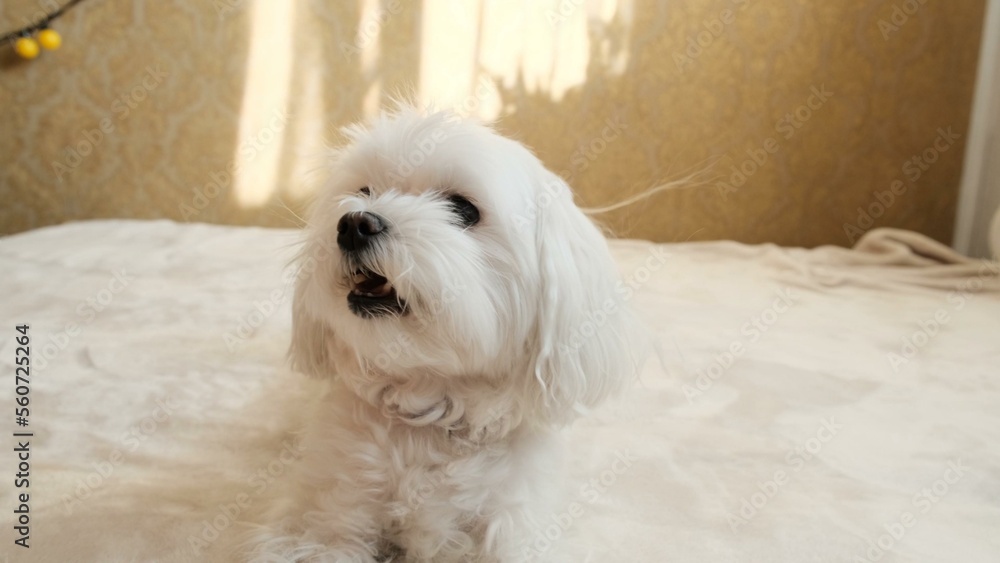 Portrait of a small white maltese laying on a sofa Portrait of a small white maltese laying on a sofa
