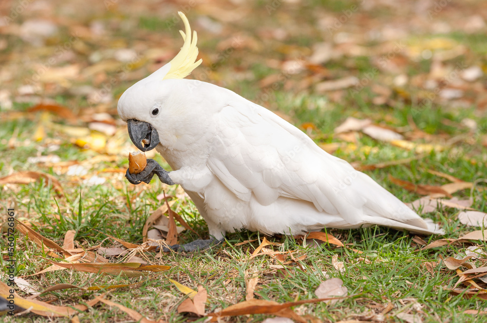 Sulphur crested Cockatoo Parrot in Sydney Park. Sulphur crested Cockatoo Parrot in Sydney Park.