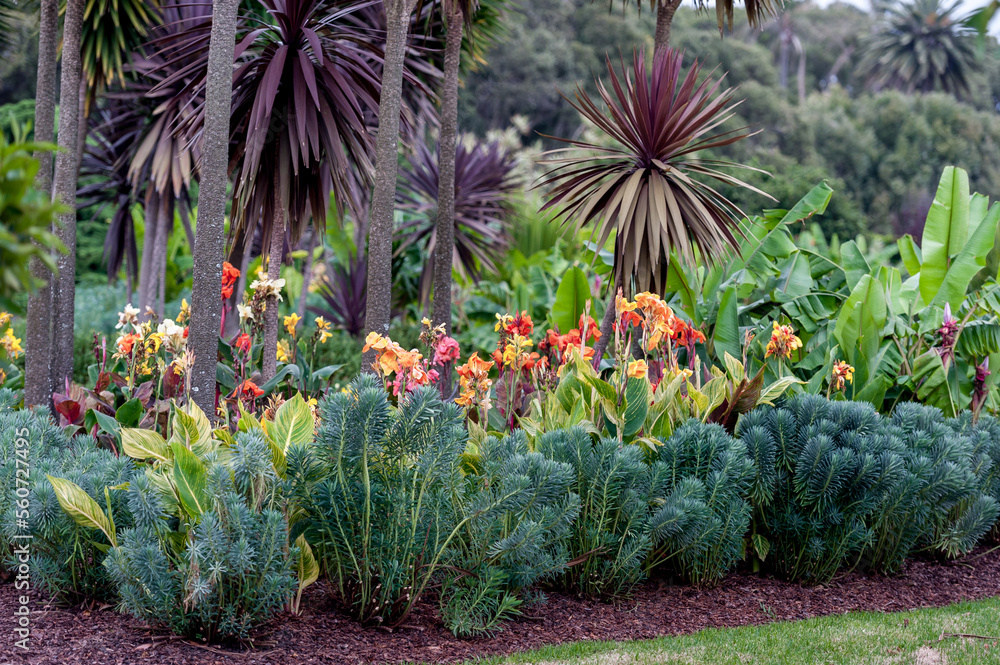 Fototapeta premium Sydney Centennial Park with Blooming Flowers. Australia