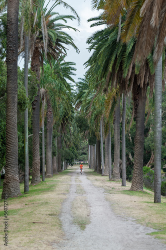 Photography Runner Runs in Sydney Centennial Park, Australia.