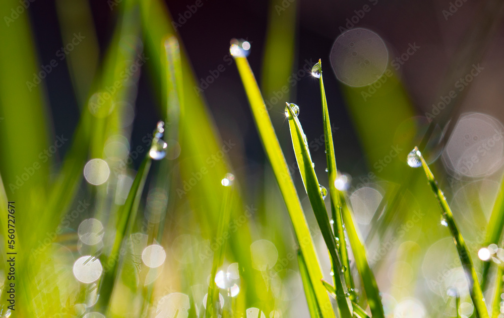 Fototapeta premium leaf with drops of water,photo of rain drops falling from a leaf.